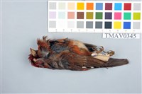 藏品(朱雀)的圖片